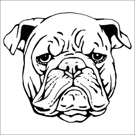 Illustration for Portrait of English Bulldog. Hand-drawn illustration. Vector - Royalty Free Image