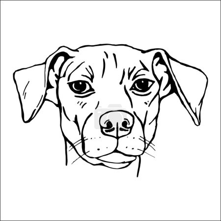 Illustration for Portrait of Jack Russell. Hand-drawn illustration. Vector - Royalty Free Image