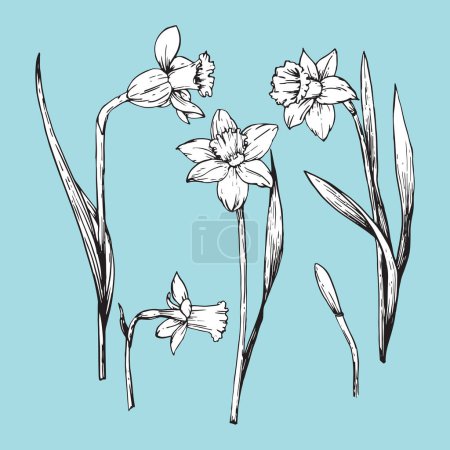 Illustration for Set of hand-drawn Narcissus, vector - Royalty Free Image