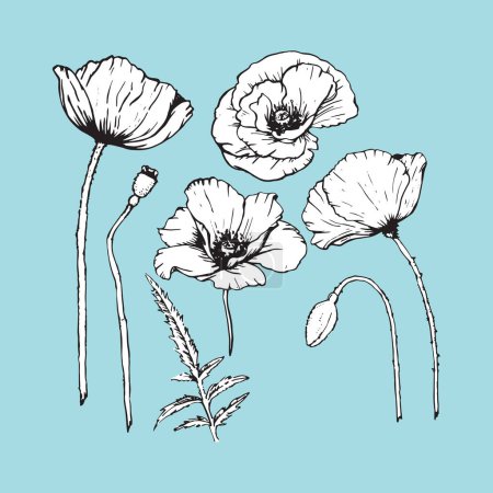 Illustration for Set of hand-drawn Poppies, vector - Royalty Free Image