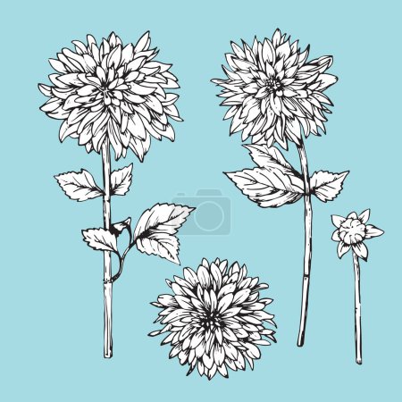 Téléchargez les illustrations : Ensemble de chrysanthèmes dessinés à la main, vecteur - en licence libre de droit