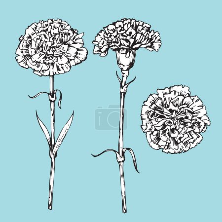Ilustración de Conjunto de claveles dibujados a mano, vector - Imagen libre de derechos