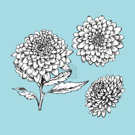 Illustration for Set of hand-drawn Carnations, vector - Royalty Free Image