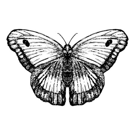 Illustration for Hand-drawn illustration of Butterfly. Vector elements. - Royalty Free Image