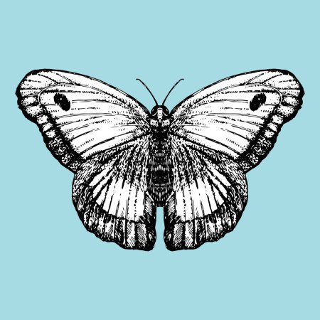 Illustration for Hand-drawn illustration of Butterfly. Vector elements. - Royalty Free Image