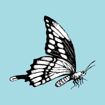 Ilustración de Ilustración dibujada a mano de Butterfly. Elementos vectoriales. - Imagen libre de derechos