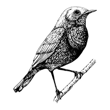 Ilustración de Ilustración dibujada a mano de las aves. Pájaro pequeño. Tinta - Imagen libre de derechos