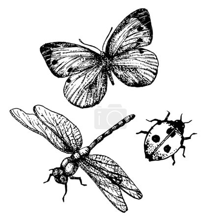 Ilustración de Ilustración dibujada a mano de libélula, mariposa y mariquita. Elementos vectoriales - Imagen libre de derechos