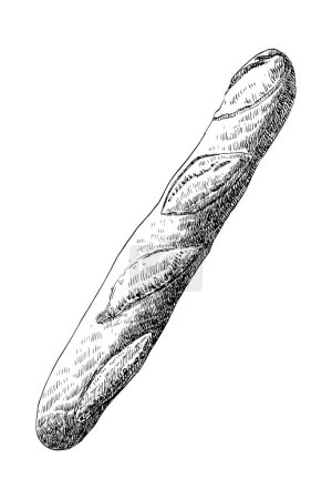 Homemade baguette, hand drawn sketch, vector illustration 