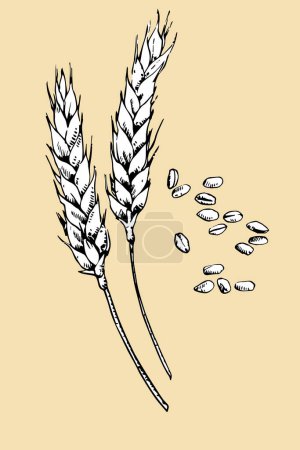 Téléchargez les illustrations : Oreilles de blé croquis dessiné à la main, illustration vectorielle - en licence libre de droit
