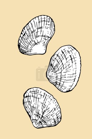 Illustration for Seashells hand drawn sketch, vector illustration - Royalty Free Image