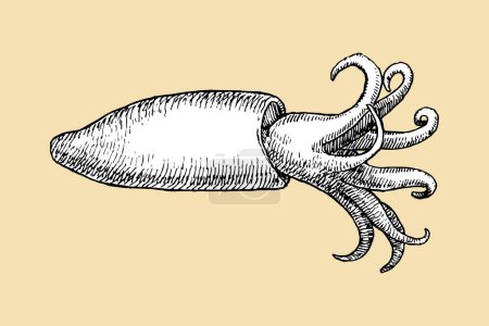 Loligo, Calamar, Dibujo dibujado a mano, ilustración vectorial  