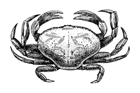 Illustration for Crab hand drawn sketch, vector illustration - Royalty Free Image