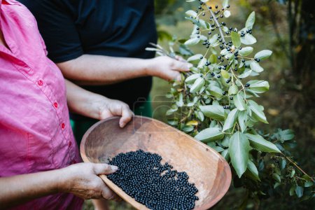 Mapuche people picking superfood maqui berry into wooden tray. Aristotelia chilensis. High quality photo