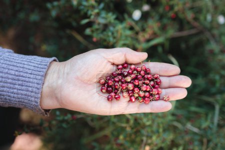 Foto de The Power of Murta: Picking Wild Chilean Berry, Packed with Vitamins, Minerals, and Antioxidants (en inglés). Foto de alta calidad - Imagen libre de derechos