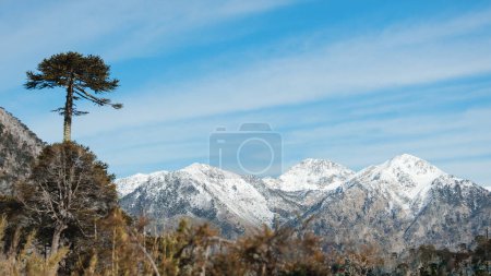 Photo for Chilean Araucaria, traditional mapuche tree, with snowy mountain range in the background. High quality photo - Royalty Free Image