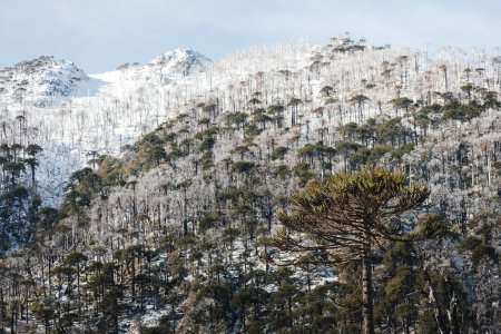 Foto de Araucaria chilena, árbol mapuche tradicional, con cordillera nevada en el fondo. Foto de alta calidad - Imagen libre de derechos