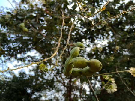 Téléchargez les photos : Fruits du tamarin de Manille poussant sur l'arbre - en image libre de droit