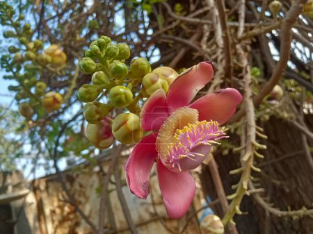 Árbol de flores de bala de cañón (kailashpati) en India 