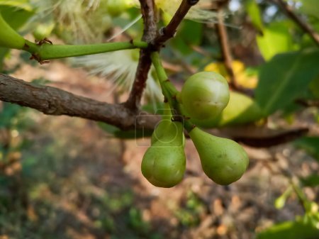 Java-Apfel, Wachsapfelblüte und Babyfrüchte wachsen am Baum