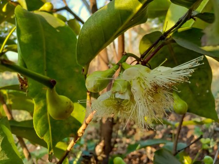 Java-Apfel, Wachsapfelblüte und Babyfrüchte wachsen am Baum