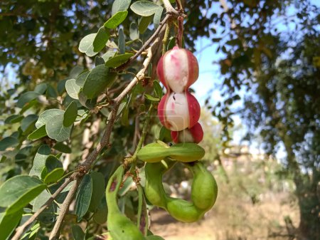 Photo for Manila tamarind fruits on tree It is a summer fruit with a sweet taste. - Royalty Free Image