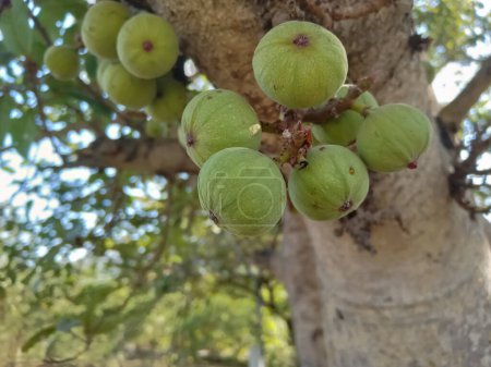 L'arbre Banyan est l'arbre national de l'Inde. Fruits sur l'arbre (Ficus bengalensis)