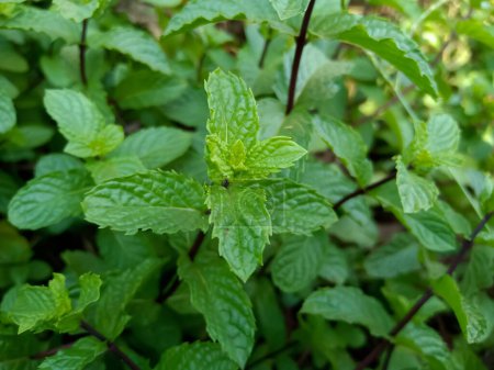 Menta (pudina) hojas verdes hierbas medicinas orgánicas 