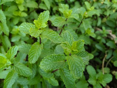 Minze (Pudina) grüne Blätter pflanzliche organische Medizin 