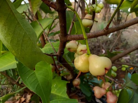 Les jeunes pommes d'eau (Syzygium aqueum) poussant sur son arbre dans une ferme agricole indienne, connue sous le nom de jambu, pommes roses ou pomme de cire