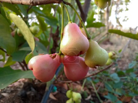 Young water apples fruits (Syzygium aqueum) growing up on its tree in Indian agriculture farm, known as jambu, rose apples or wax apple