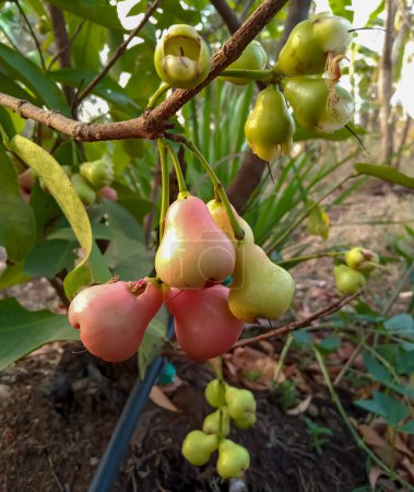 Young water apples fruits (Syzygium aqueum) growing up on its tree in Indian agriculture farm, known as jambu, rose apples or wax apple