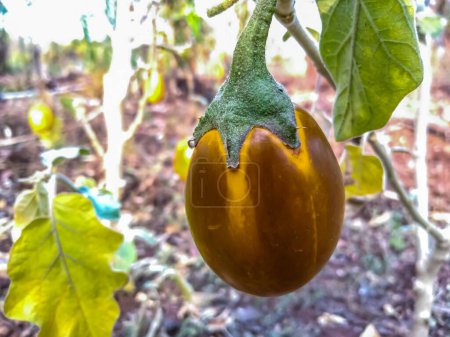 Ripe yellow eggplants are on the eggplant plant in agriculture farm