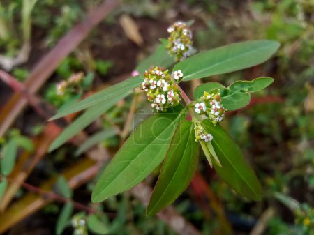 Asthma plants have medicinal properties ayurvedic alternative medicine ( Chamaesyce hypericifolia )