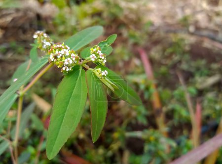 Las plantas asmáticas tienen propiedades medicinales medicina alternativa ayurvédica (Chamaesyce hypericifolia )
