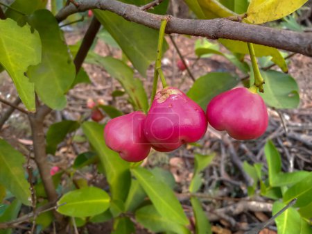 Roter (rosafarbener) Wachsapfel, Jambu auf Baum in indischer Landwirtschaft