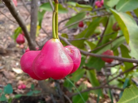 Red ( pink ) wax apple, jambu on tree in Indian agriculture farm