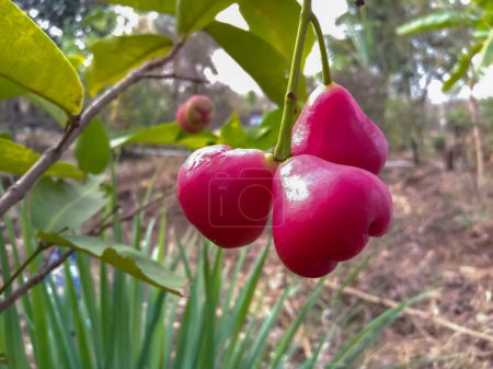 Manzana de cera roja (rosa), jambú en el árbol en la granja agrícola india