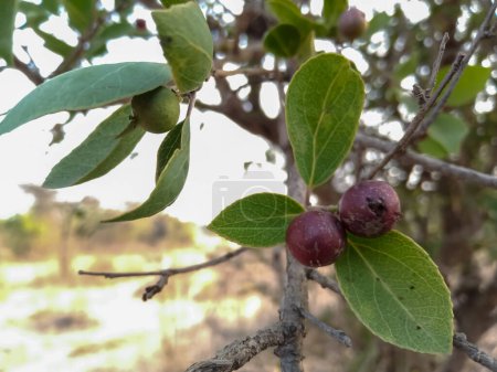 Flacourtia indica fruits dans la jungle