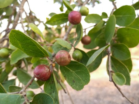 Flacourtia indica fruits in the jungle
