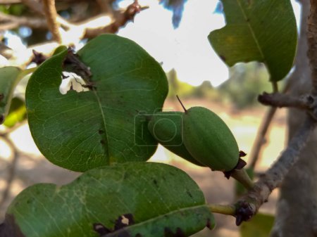 Wilde Früchte Manilkara hexandra ist eine Baumart aus der Familie der Sapotaceae.