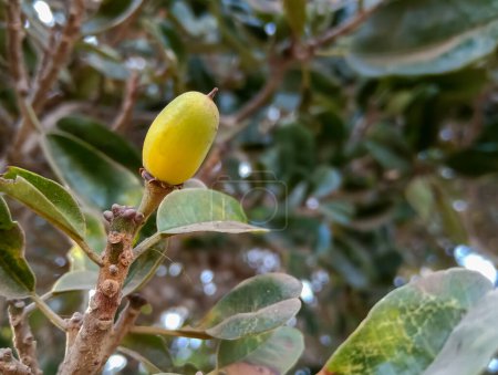 Manilkara hexandra est une espèce d'arbre de la famille des Sapotaceae..