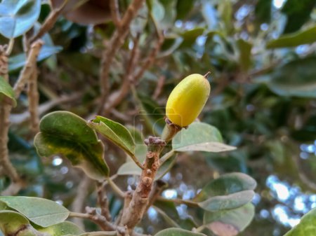 Wilde Früchte Manilkara hexandra ist eine Baumart aus der Familie der Sapotaceae.