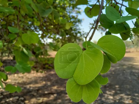 Las hojas del árbol Apta se distribuyen en la ocasión Dussehra en la India. (Bauhinia racemosa)