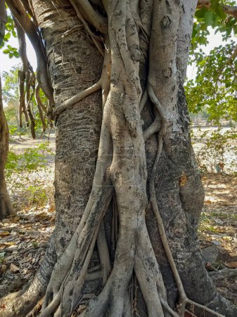 Banyan-Baum ist der Nationalbaum Indiens. (Ficus bengalensis)