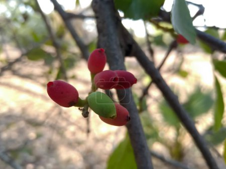 Dendrophthoe falcata oder Mistel ein Teilparasit. Dendrophthoe falcata ist eine der halbparasitären Pflanzen, die zur Familie der Mistelgewächse Loranthaceae gehören. Es ist die häufigste aller Misteln, die in Indien vorkommen.