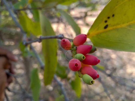 Dendrophthoe falcata ou Mistletoe un parasite partiel. Dendrophthoe falcata est l'une des plantes hémiparasitaires appartenant à la famille des Loranthaceae. C'est le plus commun de tous les brumes qui se produisent en Inde.
