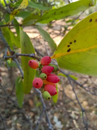 Dendrophthoe falcata oder Mistel ein Teilparasit. Dendrophthoe falcata ist eine der halbparasitären Pflanzen, die zur Familie der Mistelgewächse Loranthaceae gehören. Es ist die häufigste aller Misteln, die in Indien vorkommen.
