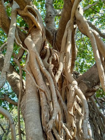 Banyan-Baum ist der Nationalbaum Indiens. (Ficus bengalensis)