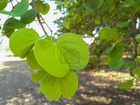 Photo for Apta tree leaves distribute on the Dussehra occasion in India. (Bauhinia racemosa) - Royalty Free Image